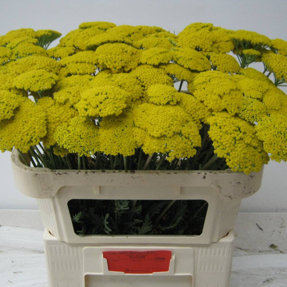 Achillea gelb Parker 70cm