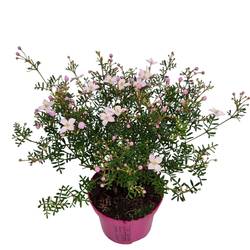 Boronia anem. rosa Busch T10 H020