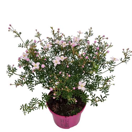 Boronia anem. rosa Busch T10 H020