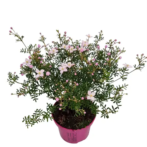 Boronia anem. rosa Busch T10 H020