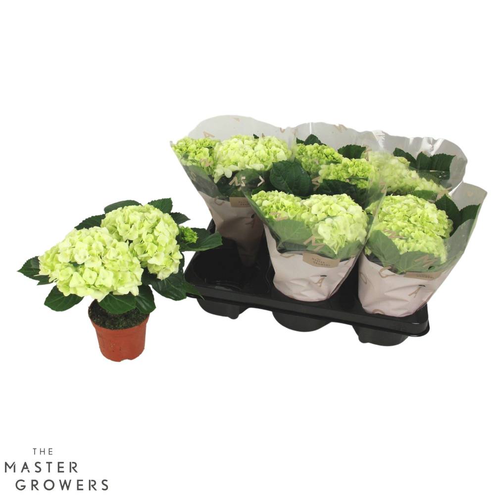 Hortensie weiss 2+Blüte T10 H022