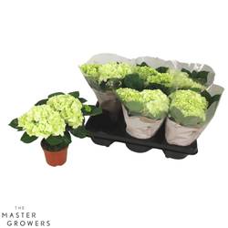 Hortensie weiss 2+Blüte T10 H022