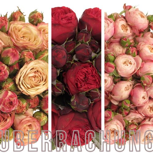 Rose mix Freilandrosen 3x10 40cm