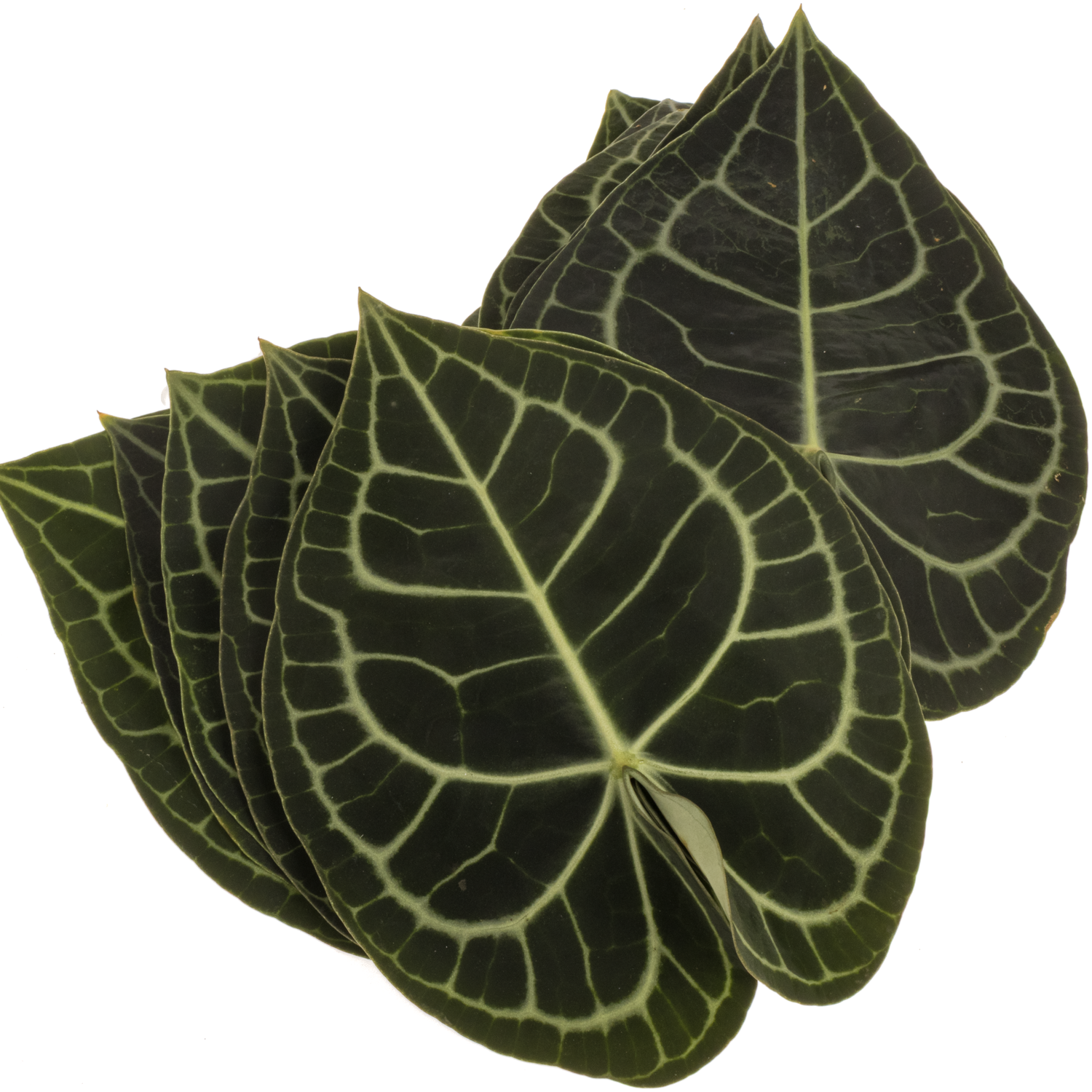 Anthurium Blatt grün Clarinervium 15cm x6