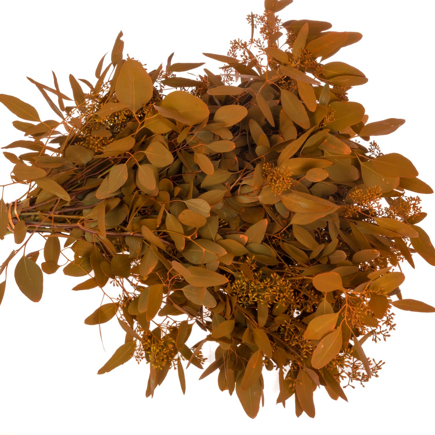 Populus orange Frucht gefärbt 300 Gramm 60cm