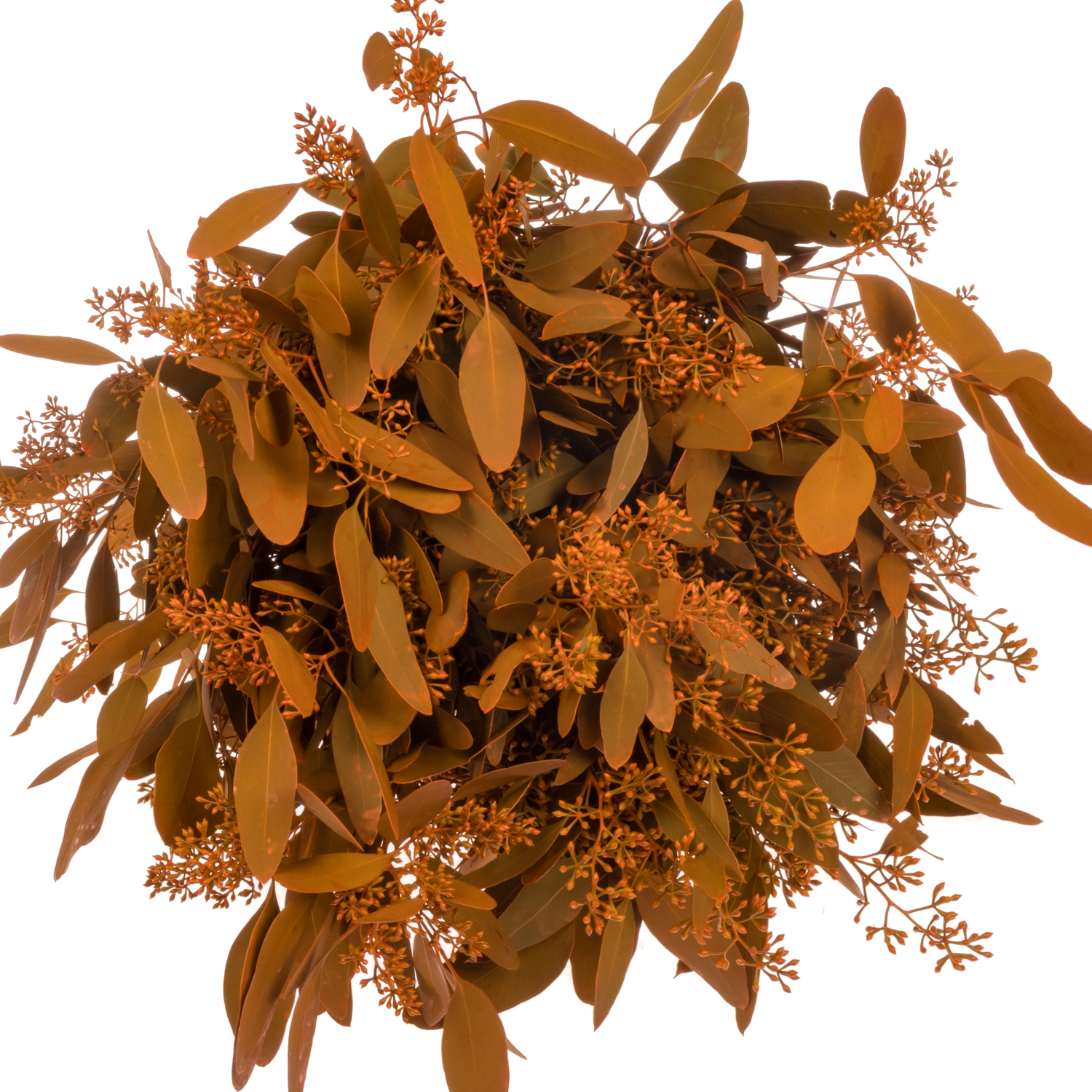 Populus orange Frucht gefärbt 300 Gramm 60cm