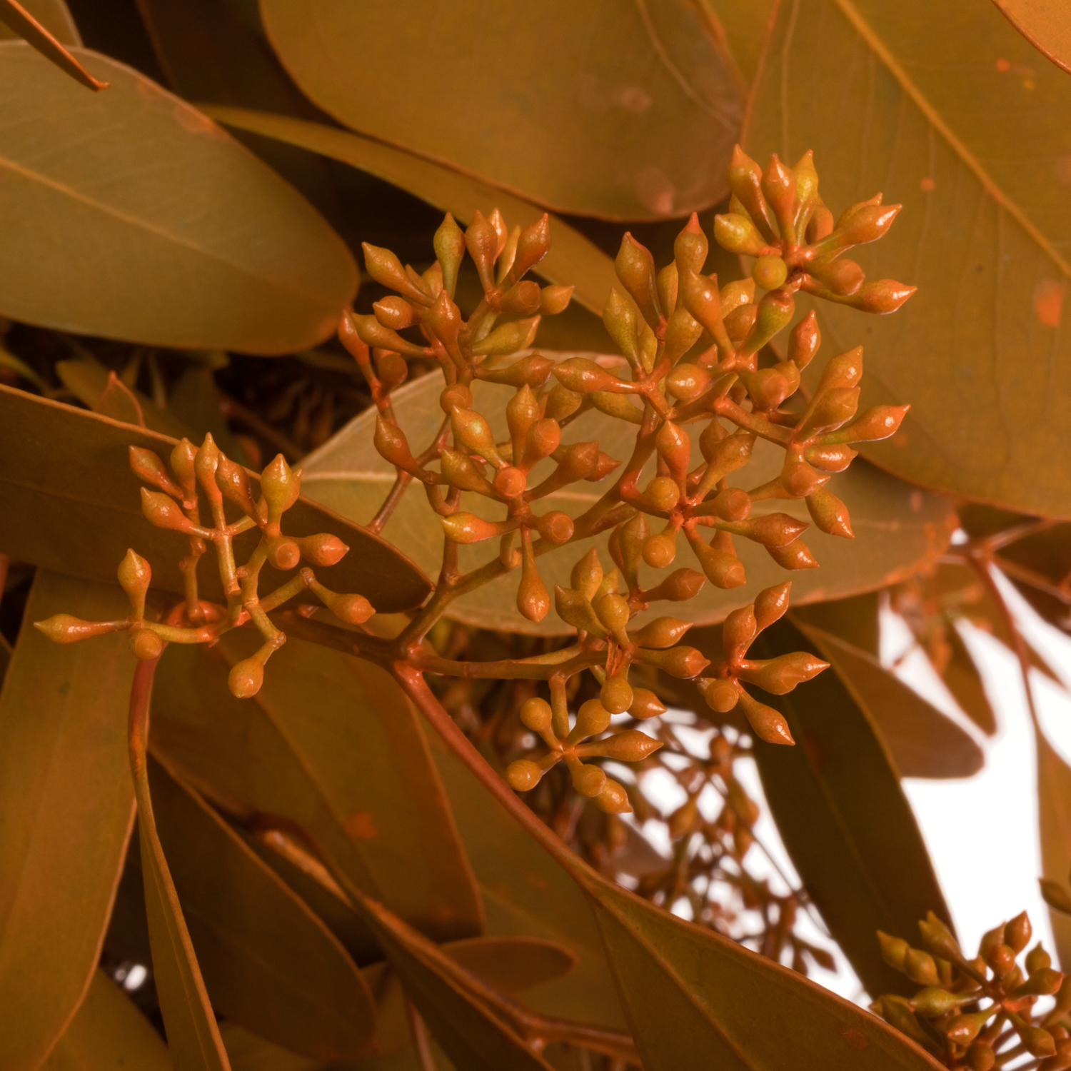 Populus orange Frucht gefärbt 300 Gramm 60cm