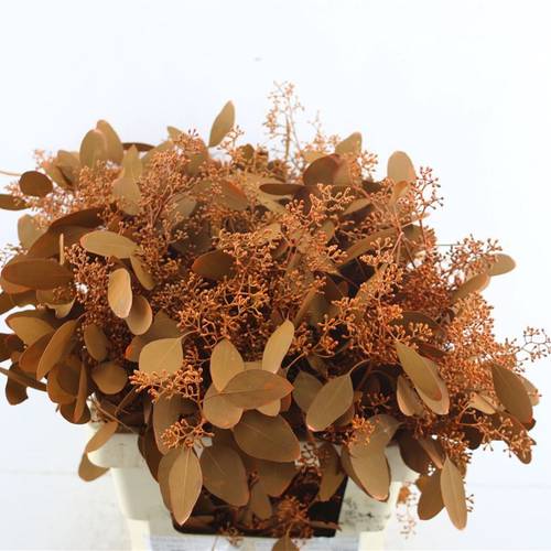 Populus orange Frucht gefärbt 300 Gramm 60cm