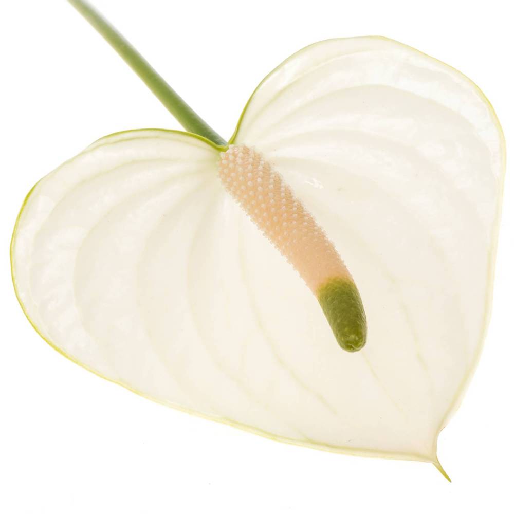 Anthurium weiss Snowy Blüte 11cm