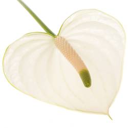 Anthurium weiss Snowy Blüte 11cm