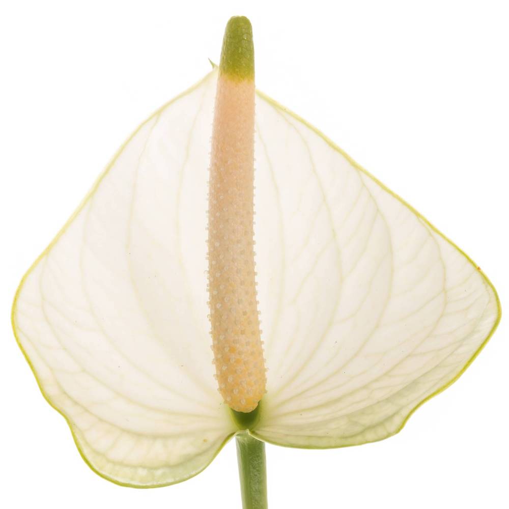 Anthurium weiss Snowy Blüte 11cm