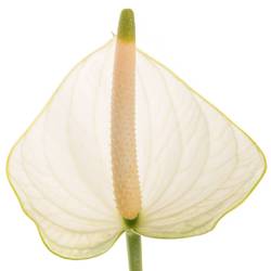 Anthurium weiss Snowy Blüte 11cm