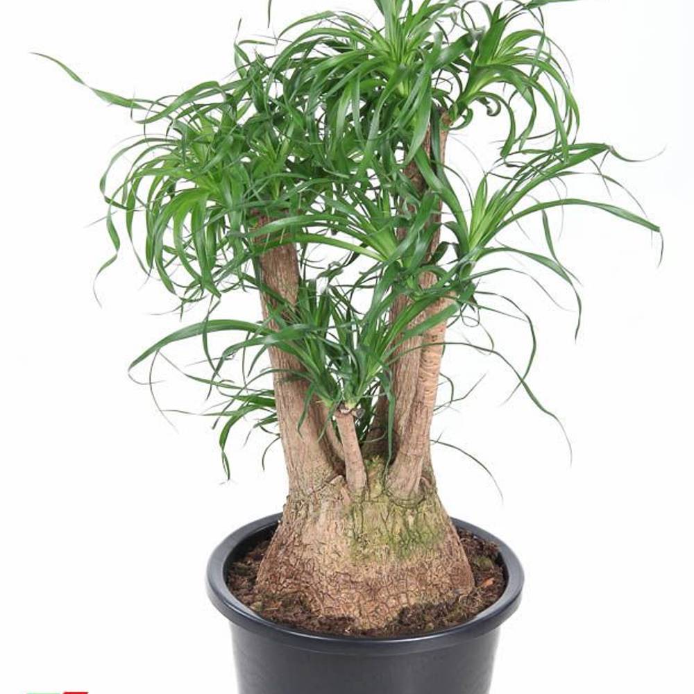 Beaucarnea Verzweigt T38 H110