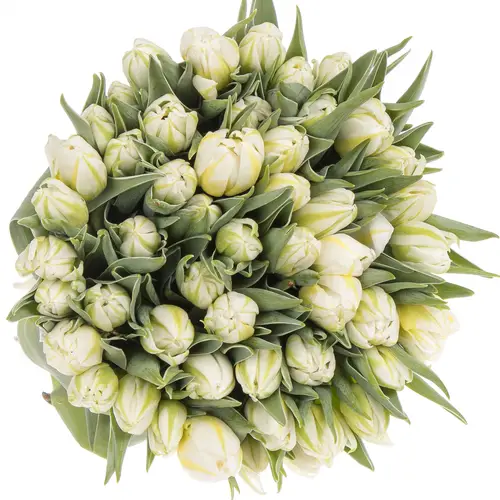 Tulpe weiss doppel Password 32 Gramm
