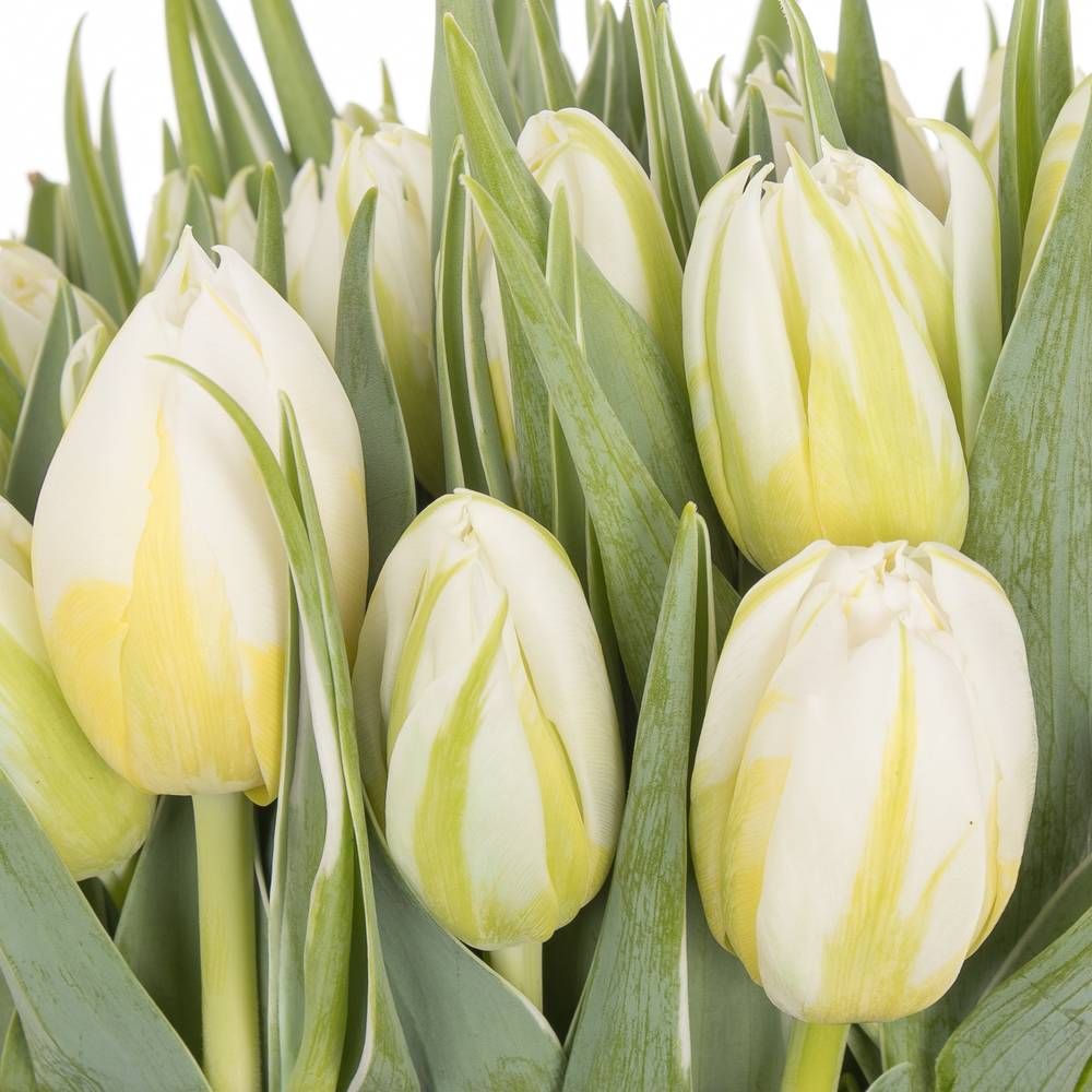Tulpe weiss doppel Password 32 Gramm