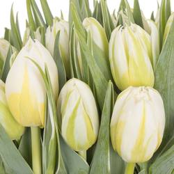 Tulpe weiss doppel Password 32 Gramm