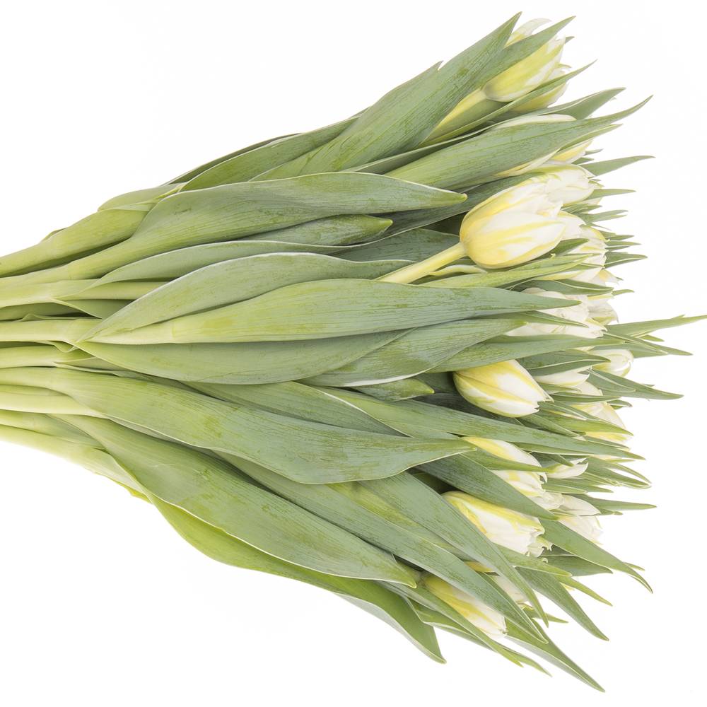 Tulpe weiss doppel Password 32 Gramm