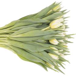 Tulpe weiss doppel Password 32 Gramm