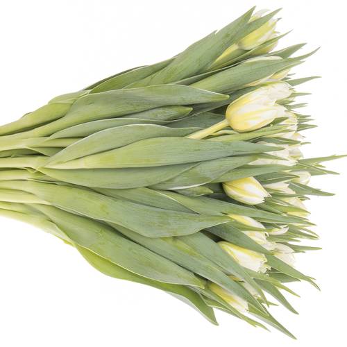 Tulpe weiss doppel Password 32 Gramm