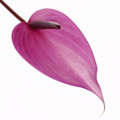 Anthurium lila Previa Blüte 11cm