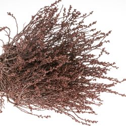 Porst braun Gagel 60cm