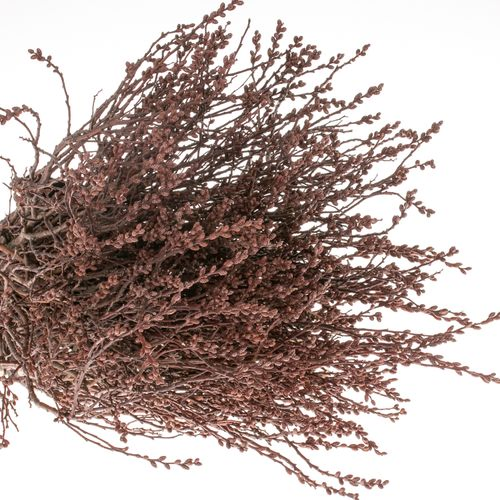 Porst braun Gagel 60cm