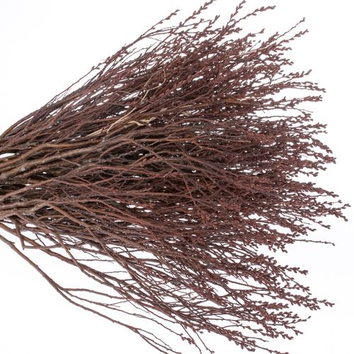 Porst braun Gagel 60cm