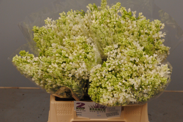 Flieder weiss engler 2 kopf 40cm