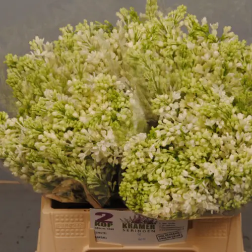 Flieder weiss engler 2 kopf 40cm