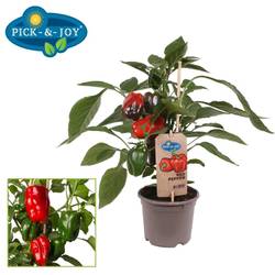 Bio Pepper Rot T14 H045