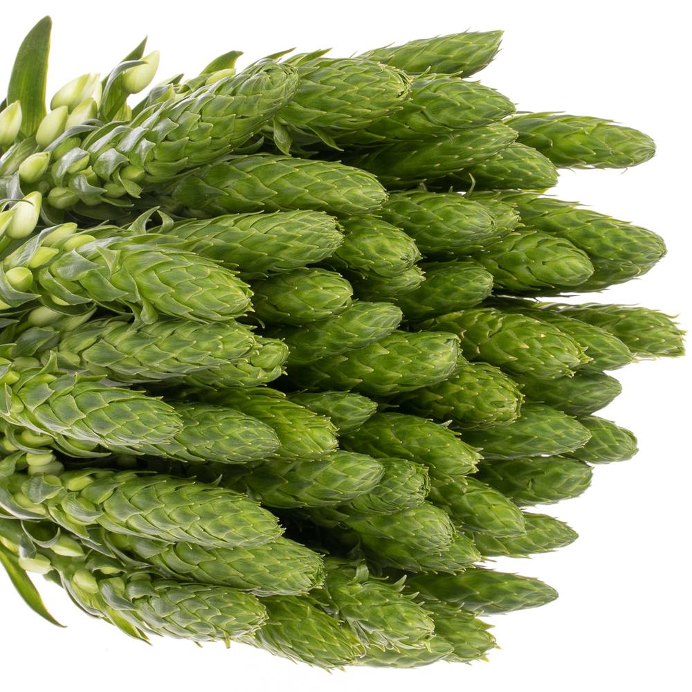 Ornithogalum weiss Extra Star 60cm