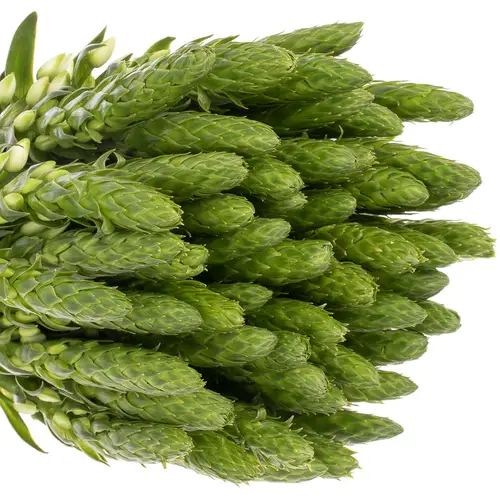 Ornithogalum weiss Extra Star 60cm