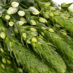 Ornithogalum weiss Extra Star 60cm