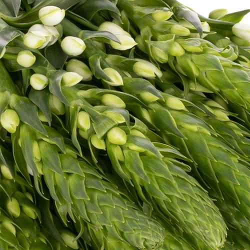 Ornithogalum weiss Extra Star 60cm
