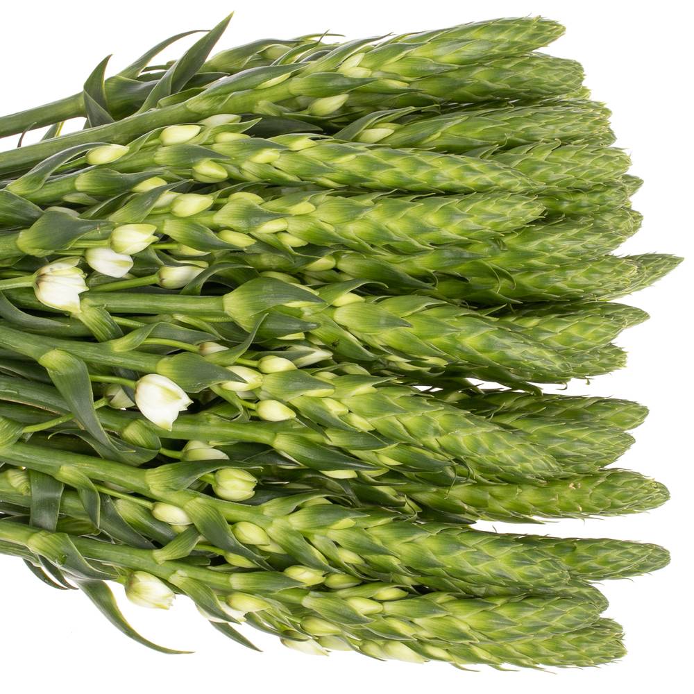 Ornithogalum weiss Extra Star 60cm