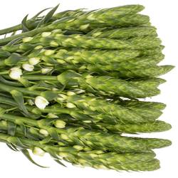 Ornithogalum weiss Extra Star 60cm
