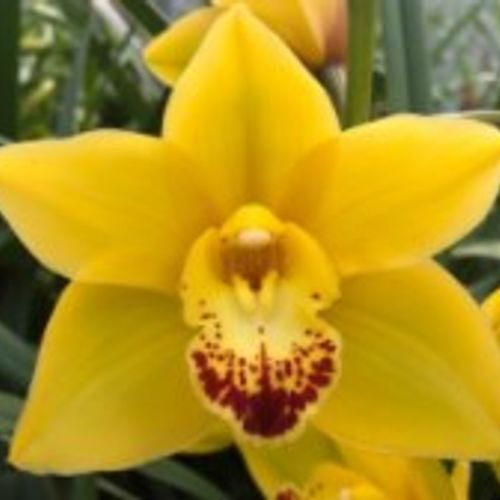 Mini Cymbidium gelb Wishflor 60cm 12+Blüte