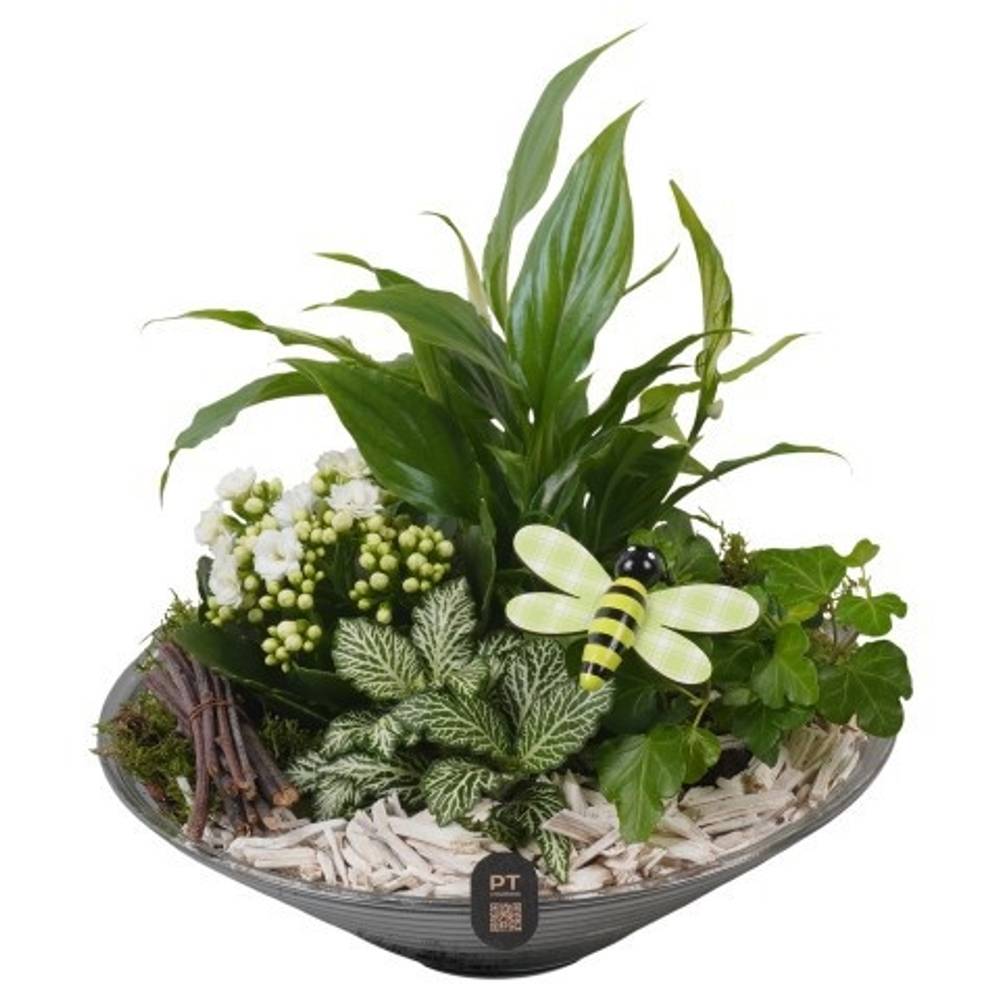 Spath.Arr PTIG2667 T26 H025