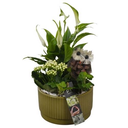 Spath.Arr PTHI5576 Herbst T16 H032