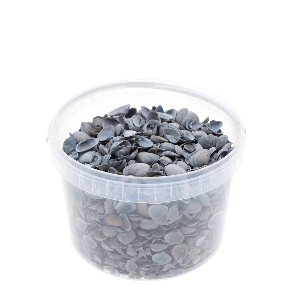Muscheln Nordsee hell blau 3L