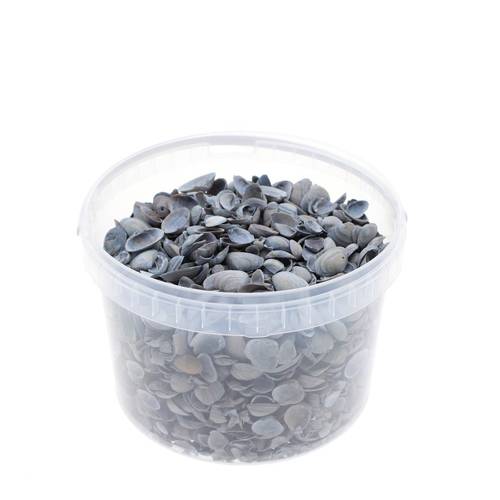 Muscheln Nordsee hell blau 3L