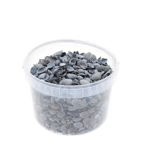 Muscheln Nordsee hell blau 3L