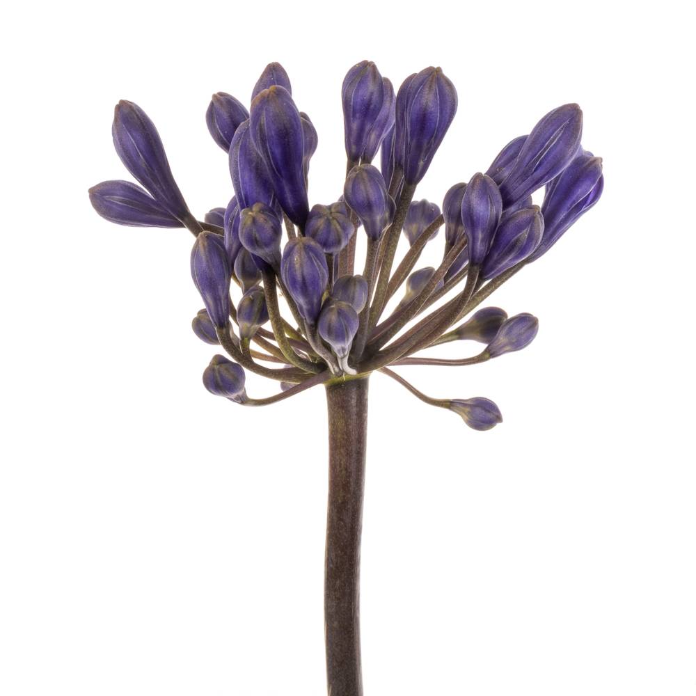 Agapanthus blau Intermedius 45cm