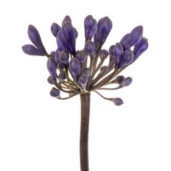 Agapanthus blau Intermedius 45cm