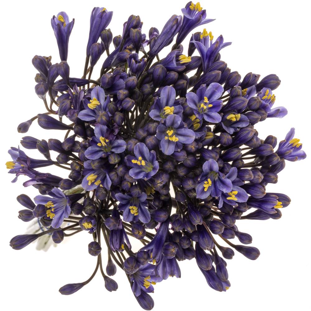 Agapanthus blau Intermedius 45cm
