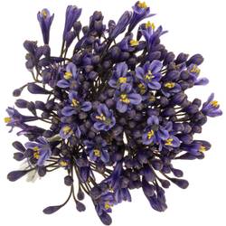 Agapanthus blau Intermedius 45cm