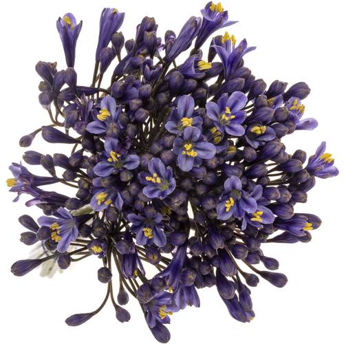 Agapanthus blau Intermedius 45cm