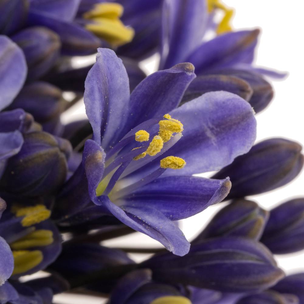 Agapanthus blau Intermedius 45cm
