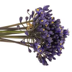 Agapanthus blau Intermedius 45cm