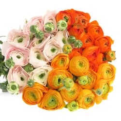 Ranunkel 3X10 Cloni Super 40cm